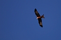 Red kite - E